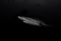 caribean reef shark canon EOS 60D tokina lens 10 17mm at 10mm two ikelite strobe DS125 seacam housing. caribean reef shark canon EOS 60D tokina lens 10 17mm at 10mm two ikelite strobe DS125 seacam housing.