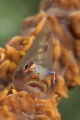 Gobi on whip coral close up Gobi on whip coral close up