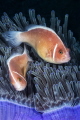 Dancer Clown fishes on anemone Dancer Clown fishes on anemone