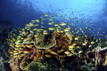 Life explosion on the reef Life explosion on the reef