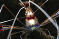 Boxer Shrimp Stenopus hispidus
Close Up Boxer Shrimp Stenopus hispidus
Close Up