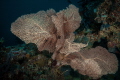 Beautiful Gorgonian Sea Fan Beautiful Gorgonian Sea Fan