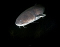 Big Catfish shows up in the darkness