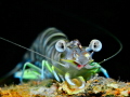 Shrimp from the Eastern Mediterranean - Pulchricaudatus sp.