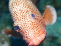 Great close up from friendly fish in Garden of the Queens Cuba!