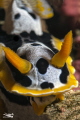 Chromodoris michaeli Chromodoris michaeli