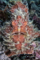 Hairy Frog fish variety Hairy Frog fish variety