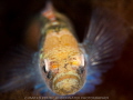 GOBY GOBY