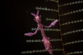 Skeleton shrimp with eggs smc 2 Skeleton shrimp with eggs smc 2