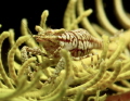 Yellow crinoid shrimp Laomenes pardus from Bali
Yellow crinoid shrimp Laomenes pardus from Bali