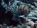 feathered lion fish, taken with a canon power shot s80 set on underwater digital filter setting