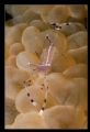 Anemone partner shrimp, canon 60mm, taken at brothers island