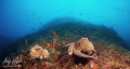 Octopus on top Octopus on top
