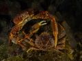 two crab encounter panasonic lumix GH4 panasonic lens 12 24mm nauticam housing two strobe D1 two crab encounter panasonic lumix GH4 panasonic lens 12 24mm nauticam housing two strobe D1