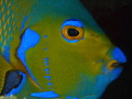 queen angelfish panasonic GH4 panasonic lens 12 35mm nauticam housing two sea and sea strobe D1 queen angelfish panasonic GH4 panasonic lens 12 35mm nauticam housing two sea and sea strobe D1