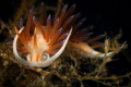 The sinuous shape of Cratena nudi_2021
Canon100mm t1/200 f/20 iso 200 The sinuous shape of Cratena nudi_2021
Canon100mm t1/200 f/20 iso 200