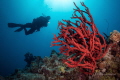 Red Sea uwseascape Red Sea uwseascape