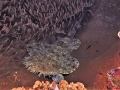 While diving in Raja Ampat, I had hoped to spot a wobbegong, specifically, one resting on top of coral where it would strongly contrast against it's surroundings.  I took over a dozen shots of this ideal subject before moving on