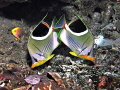 pair of saddled butterflyfish in Raja Ampat.  I followed them for a while snapping shots and finally got this perfect pose of the two of them!