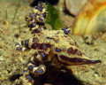 Small and lethal , Blue ringed octopus