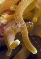Cleaner shrimp on anemone at Key Largo, Florida, 8/06. Taken with Canon A620 w/Ikelite DC50 strobe.