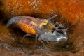 Shrimp in Bangka Island North Sulawesi Shrimp in Bangka Island North Sulawesi