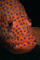 Plectropomus leopardus grouper Red Sea 2003
Take with film fujifilm VELVIA 100 ASA and Nikon F60 with Nikkor 60 mms macro and Subtronic Alpha pro macro strobe F32 1/125 Plectropomus leopardus grouper Red Sea 2003
Take with film fujifilm VELVIA 100 ASA and Nikon F60 with Nikkor 60 mms macro and Subtronic Alpha pro macro strobe F32 1/125
