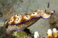 Goniobranchus leopardus Goniobranchus leopardus