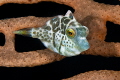 Very small Valentin s sharpnose puffer Canthigaster valentini in gorgonian coral Very small Valentin s sharpnose puffer Canthigaster valentini in gorgonian coral