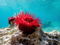 Beadlet Anemone Actinia equina Beadlet Anemone Actinia equina