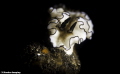 Nudi Smile Nudi Smile