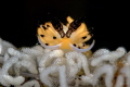 Favorinus w/ eggs Favorinus w/ eggs