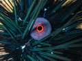 Long spined Sea Urchin Diadema setosum Long spined Sea Urchin Diadema setosum
