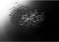Monochrome Barracudas Monochrome Barracudas