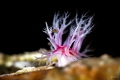 Tritonia sp Tritonia sp