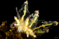Eubranchus sp.2 Eubranchus sp.2