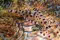Coleman shrimp couple on fire orchid Coleman shrimp couple on fire orchid