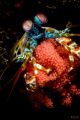 Mantis shrimp Mantis shrimp