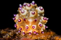 Janolus sp.7 Janolus sp.7