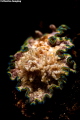 Glossodoris acosti Glossodoris acosti