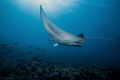 Manta ray Manta ray