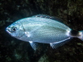 Saddled Seabream Oblada melanura Saddled Seabream Oblada melanura
