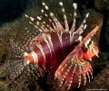 Zebra fish from Bali Canon G16 Ikelite WD 4 dome Zebra fish from Bali Canon G16 Ikelite WD 4 dome