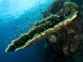 Seascape of the reef on Talisay Moalboal Seascape of the reef on Talisay Moalboal
