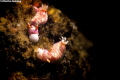 A pair of hypselodoris paradisa having a feast A pair of hypselodoris paradisa having a feast