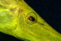 Yellow Trumpet fish face detail Yellow Trumpet fish face detail
