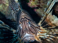 Common Lionfish Pterois miles Common Lionfish Pterois miles