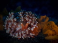 Phestilla melanobrachia with eggs Phestilla melanobrachia with eggs