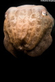 Cuttlefish Portrait II Cuttlefish Portrait II