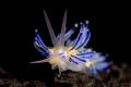Electric blue flabellina Electric blue flabellina